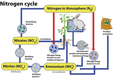 36 The Nitrogen Cycle Worksheet - support worksheet