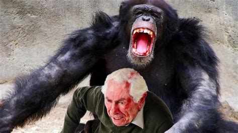 World's Worst Chimp Attacks! Chimpanzees, Apes and Bites - YouTube