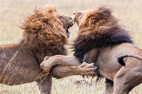 Kenya lions fight for the right to lead their pride in amazing pictures ...