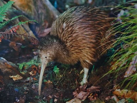 Kiwi Bird Facts, Worksheets, Description & Behaviour For Kids