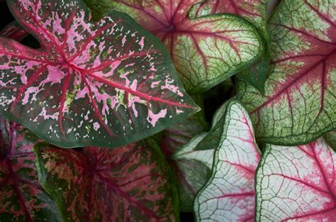 What are Variegated Plants?