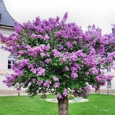 Muskogee Lavender Crape Myrtle Tree