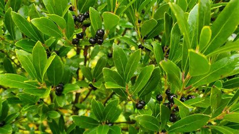 Species Spotlight - Ilex glabra - Edge Of The Woods Native Plant ...