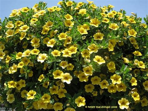 Calibrachoa (hanging basket) | Plants, Million bells, Xeriscape