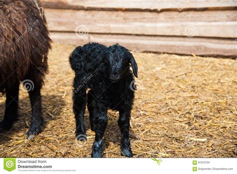 Animals on a rural farm stock photo. Image of animal - 91815704