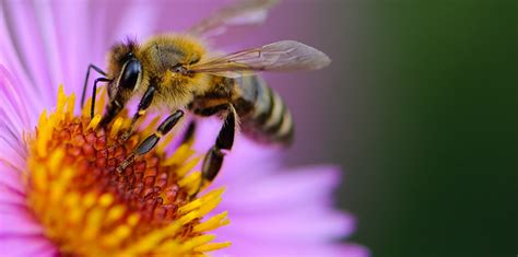 What’s the best way to improve bee habitat? | Ensia