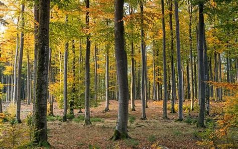 The Temperate Forest Biome