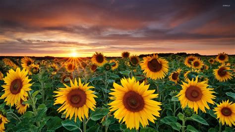 Sunflower fields with a beautiful sun setting in the horizon wallpaper ...