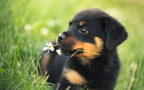 Rottweiler Puppy Wallpapers - Top Free Rottweiler Puppy Backgrounds ...