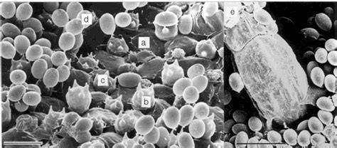 Scanning electron micrographs showing the hymenial cell types of ...