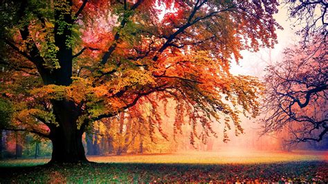 Autumn Trees HD Wallpapers - Wallpaper Cave