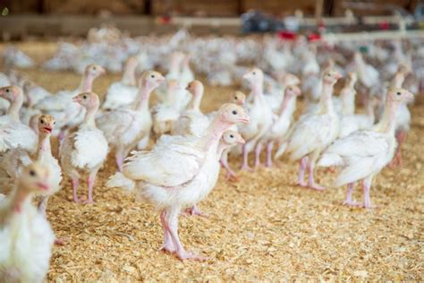 Top 50 Poultry Farming Tips, Ideas, and Techniques