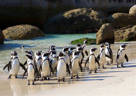 BOULDERS BEACH: Hidden Entrance to Swim with Penguins in South Africa