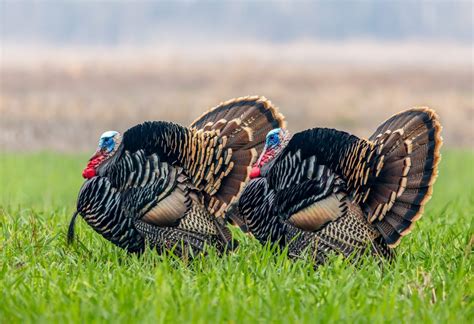 2023 Spring Hunt Guide - The National Wild Turkey Federation