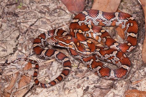 Red Cornsnake – Florida Snake ID Guide