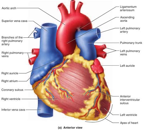 What Skin Wants?: The Heart and Circulation