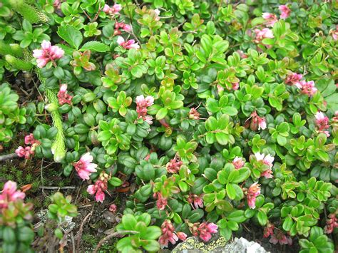 Vaccinium vitis-idaea (mountain cranberry): Go Botany