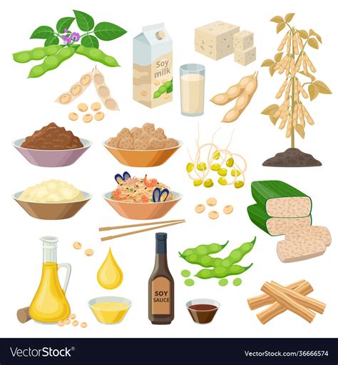 Soybean products food from soya beans - set Vector Image