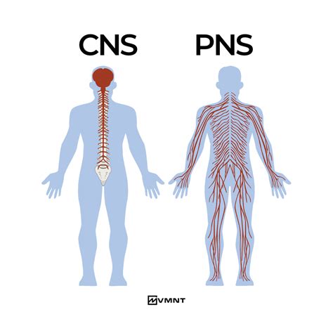 5 Signs Your Nervous System Needs A Rest — Bridge Counseling - Mental ...