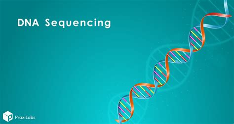 DNA Sequencing: Definition, Importance, Methods and More