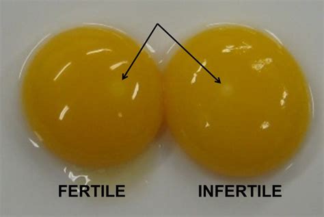 Are my Chicken Eggs Fertile? | Fresh Eggs Daily®