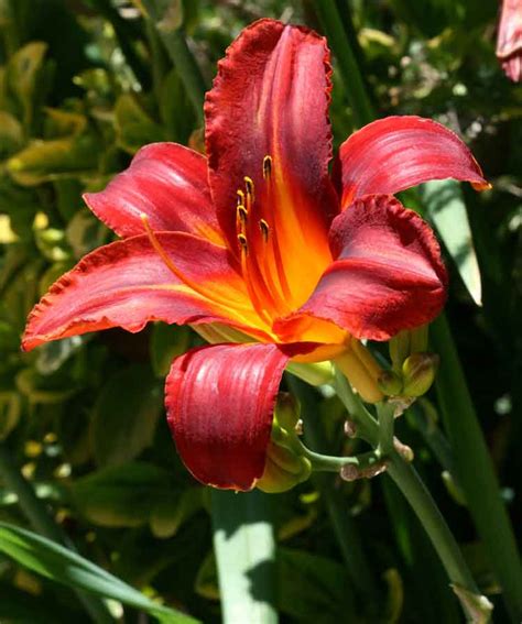 Hemerocallis fulva