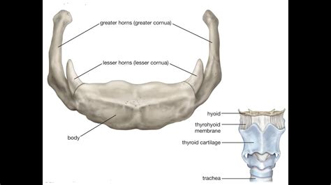 Two Minutes of Anatomy: Hyoid Bone - YouTube