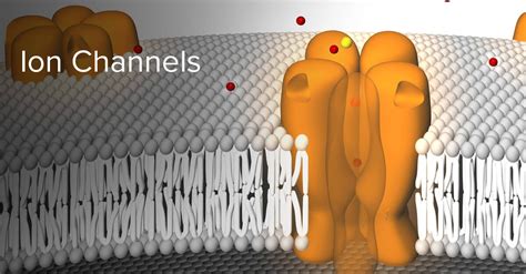 What are Ion Channels, Membrane Potential | Molecular Devices