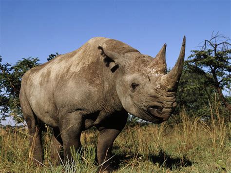 Black Rhino | Species | WWF