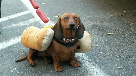 10 Sausage Dogs Dressed as Wieners for Hot Dog Day | The Dog People by ...