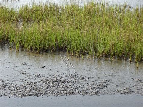 Ecological Setting - Salt Marsh Guide | Guide to the Salt Marshes and ...