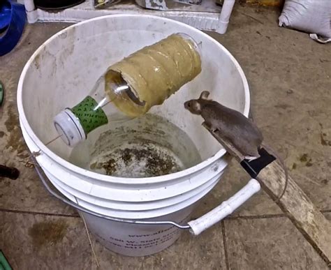 Diy Rat Trap | Examples and Forms