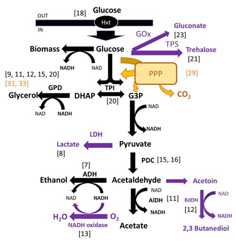 Ethanol Fermentation Diagram