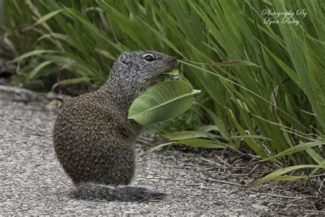 Franklin’s ground squirrel (Poliocitellus franklinii ...