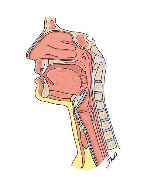 "Pharynx Anatomy" - Tutorials