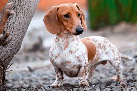 Piebald Dachshund - Temperament, Health, Costs and Pictures