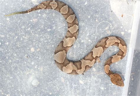 Copperhead Morphs