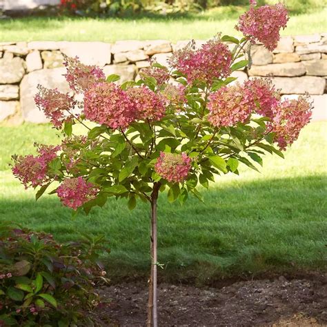 Limelight Hydrangea - Tree Form - Pahl's Market - Apple Valley, MN