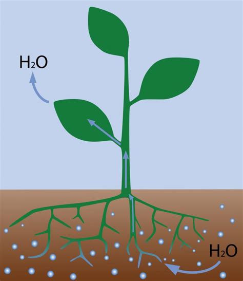 What Are the Differences between Diffusion and Osmosis?