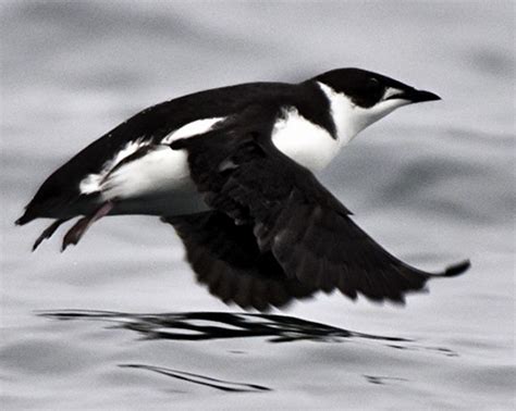 1999 -2003 – Marbled Murrelet Nesting Habitat – Northern Vancouver ...