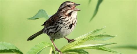 Song Sparrow - American Bird Conservancy