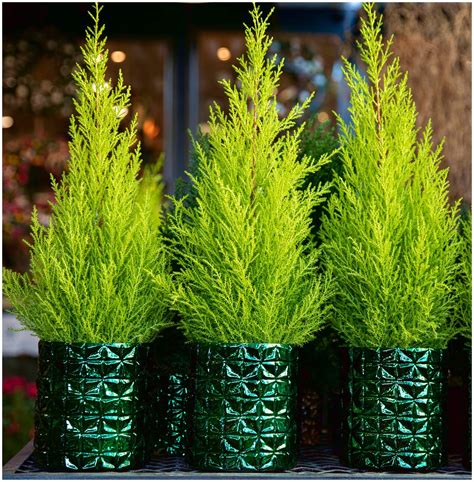 6 Pack (9CM Pots) Dwarf Conifer Cupressus Macrocarpa Wilma(Monterey ...