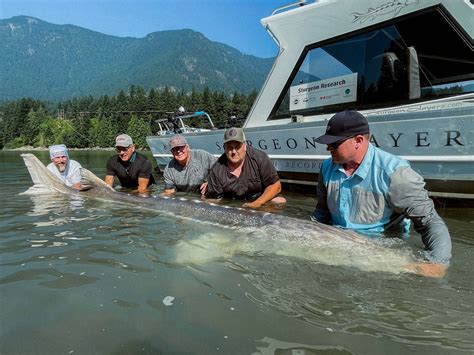 Sturgeon Slayers: Guided Sturgeon Fishing On The Fraser River