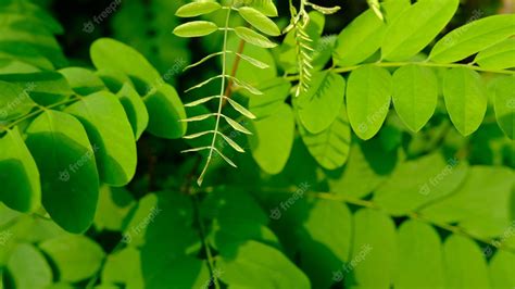 Premium Photo | Acacia leaves in summer sunshine green beautiful leaves