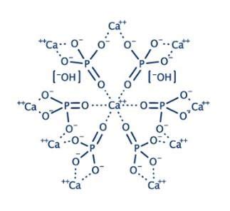 Structure of calcium in the skeleton-calcium phosphate (hydroxyapatite ...