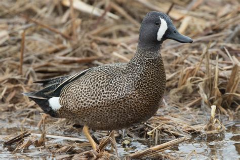 Blue-winged Teal (male) – Jeremy Meyer Photography