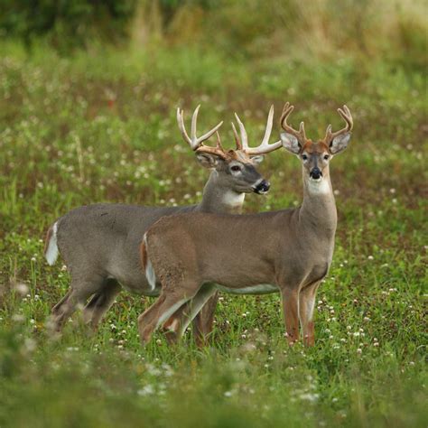 2022–2023 Georgia Hunting Season Dates - Cherokee Feed & Seed