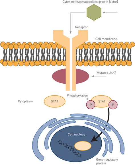 Myeloproliferative neoplasms and JAK2 mutations | Tidsskrift for Den ...