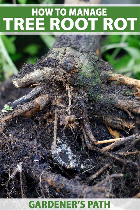 How to Manage Root Rot in Fruit, Nut, and Landscape Trees