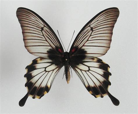 Papilio lowi female - AUREUS butterflies & insects